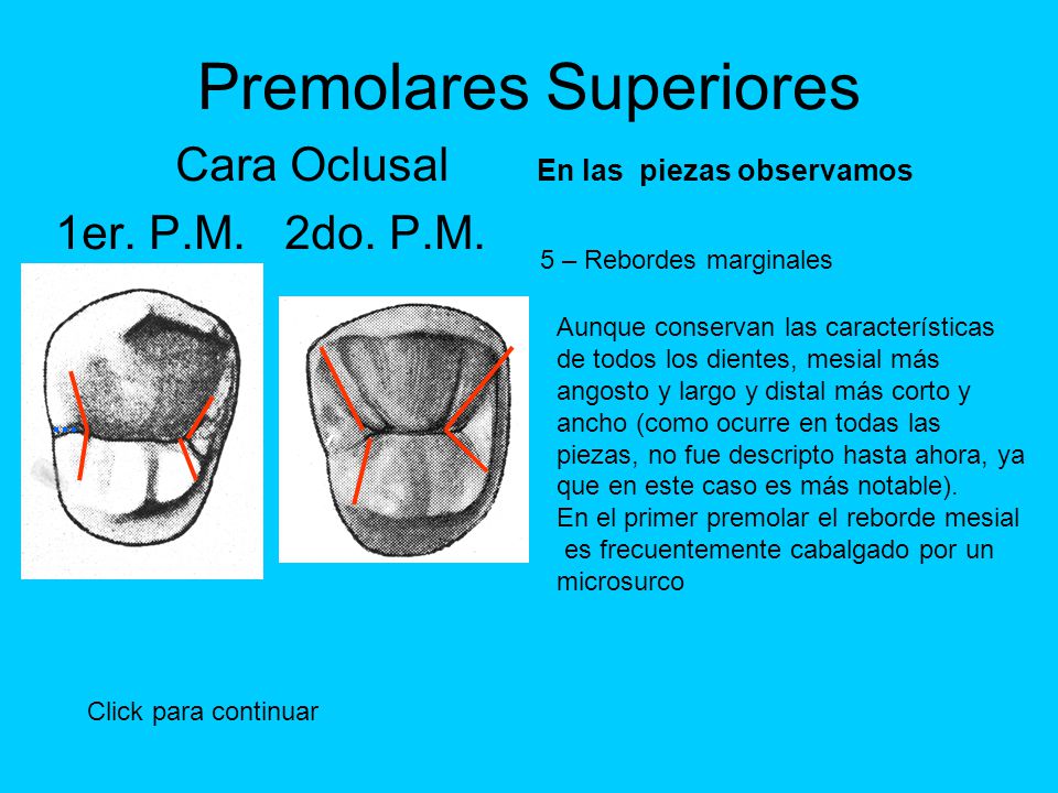 que es la cara oclusal de un diente que es la cara oclusal de un diente